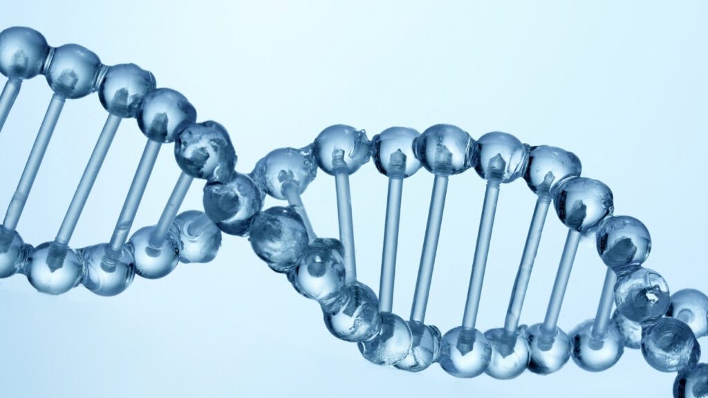 DNA molecule